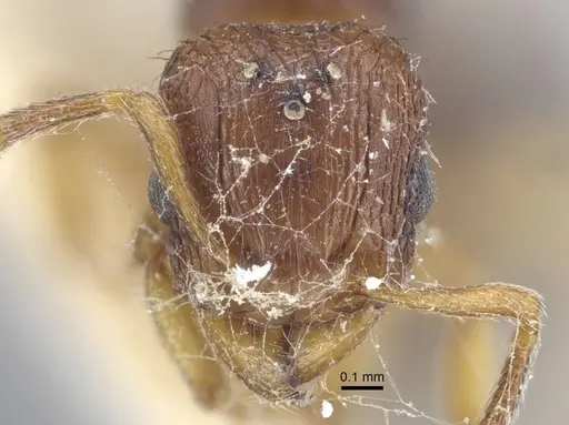 Tetramorium luteipes - CASENT0917053