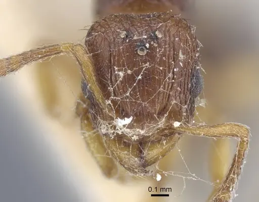 Tetramorium luteipes - CASENT0917053