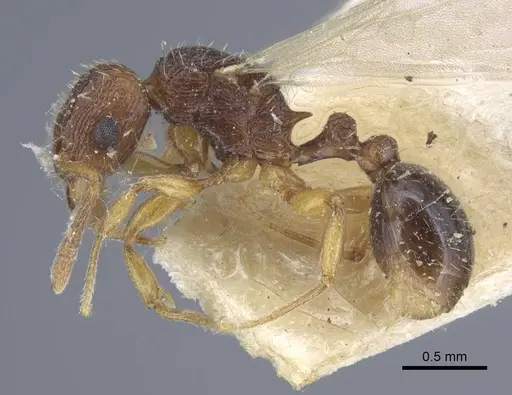 Tetramorium luteipes - CASENT0917053