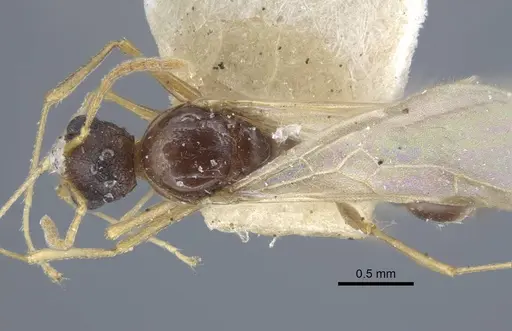 Tetramorium luteipes - CASENT0917054