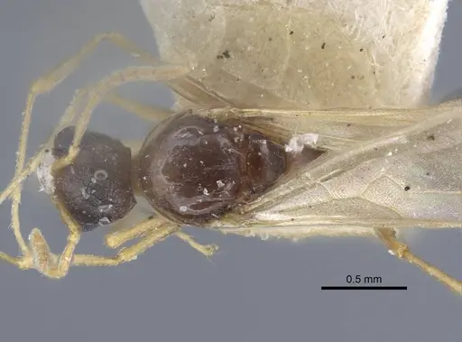 Tetramorium luteipes - CASENT0917054