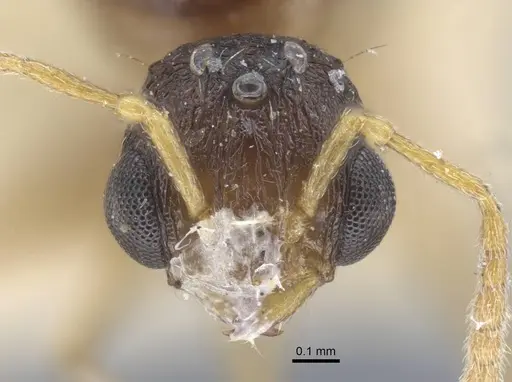 Tetramorium luteipes - CASENT0917054