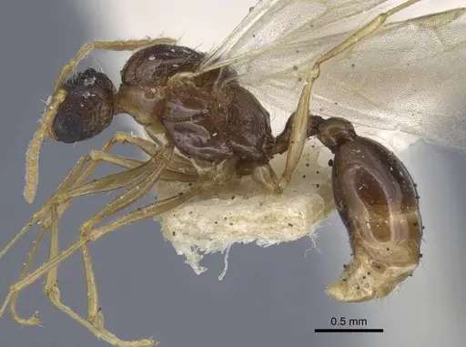 Tetramorium luteipes - CASENT0917054