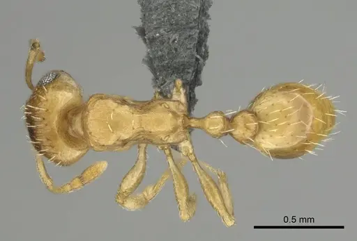 Tetramorium luteolum specimen