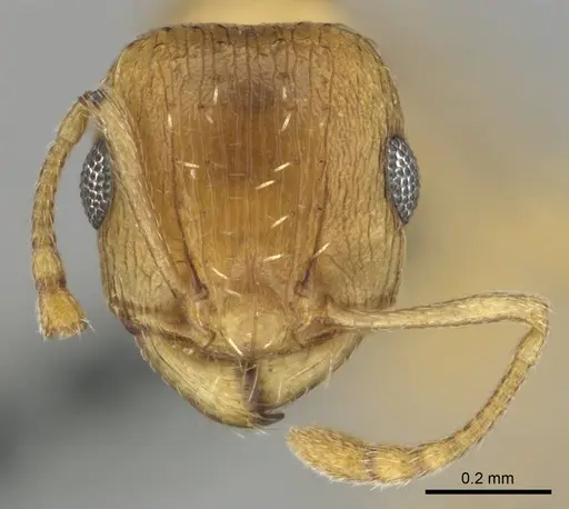 Tetramorium luteolum specimen