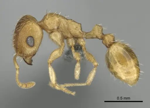 Tetramorium luteolum specimen