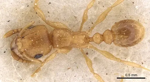 Tetramorium luteolum - CASENT0901216