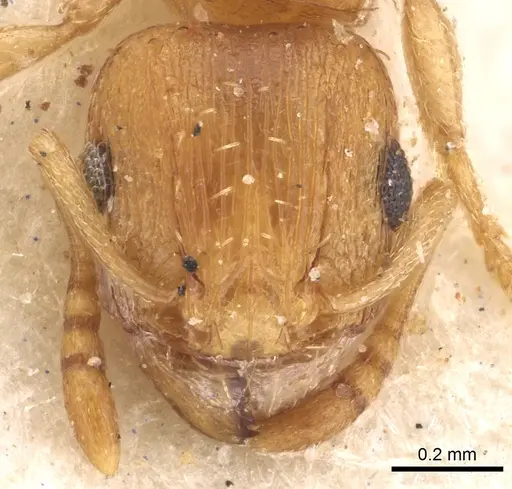 Tetramorium luteolum - CASENT0901216