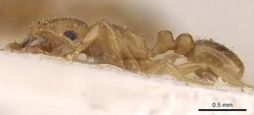 Tetramorium luteolum - CASENT0901216
