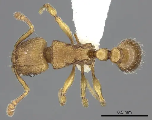 Tetramorium mackae specimen