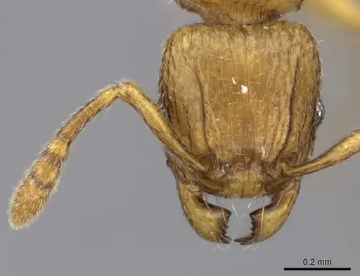 Tetramorium mackae specimen