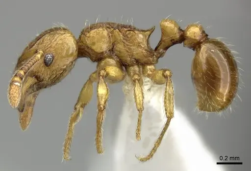 Tetramorium mackae specimen