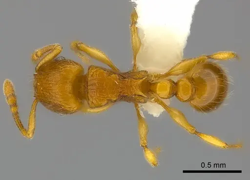 Tetramorium mackae - CASENT0217710