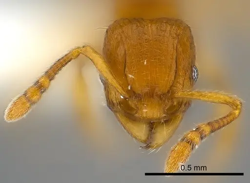 Tetramorium mackae - CASENT0217710