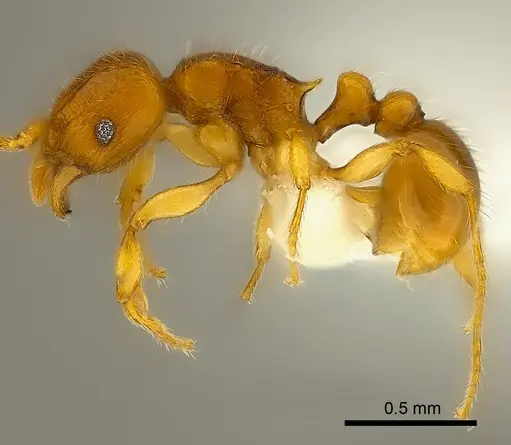 Tetramorium mackae - CASENT0217710