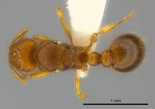 Tetramorium mackae - CASENT0217711