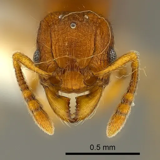 Tetramorium mackae - CASENT0217711