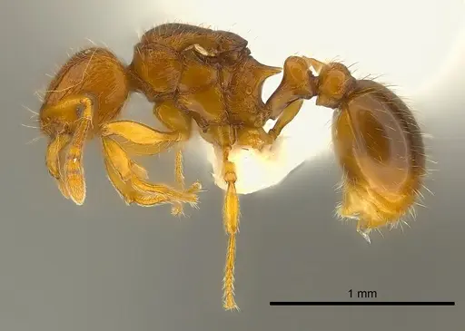 Tetramorium mackae - CASENT0217711