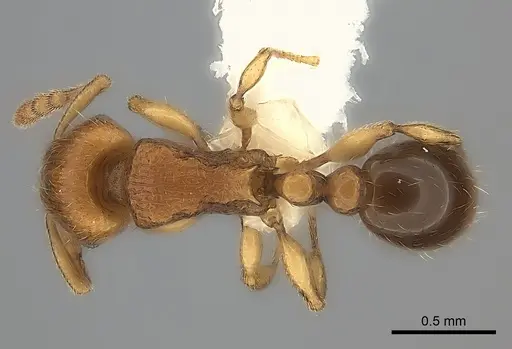 Tetramorium mackae - CASENT0217864