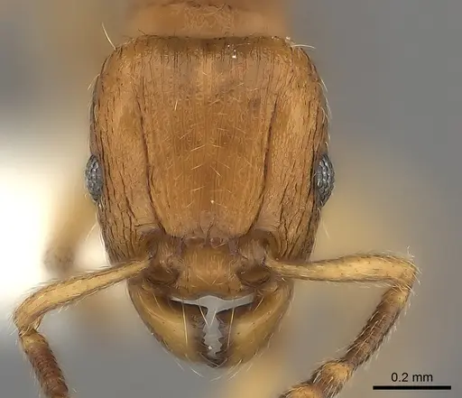 Tetramorium mackae - CASENT0217864