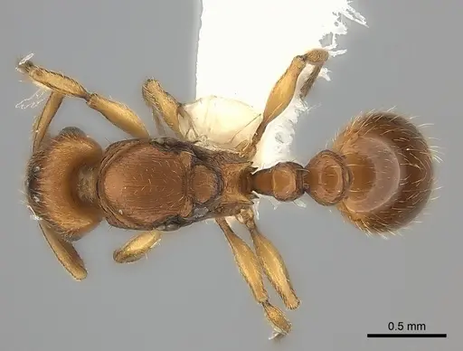 Tetramorium mackae - CASENT0217865