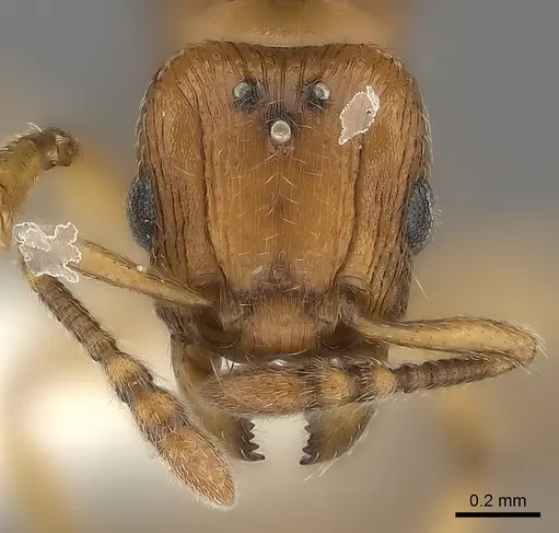 Tetramorium mackae - CASENT0217865