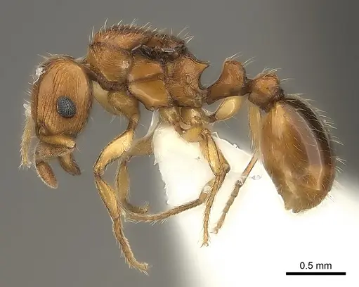 Tetramorium mackae - CASENT0217865