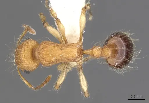 Tetramorium magnificum specimen