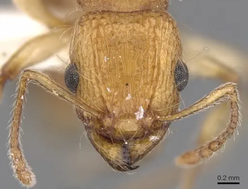 Tetramorium magnificum specimen