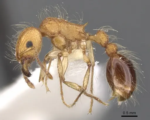 Tetramorium magnificum specimen