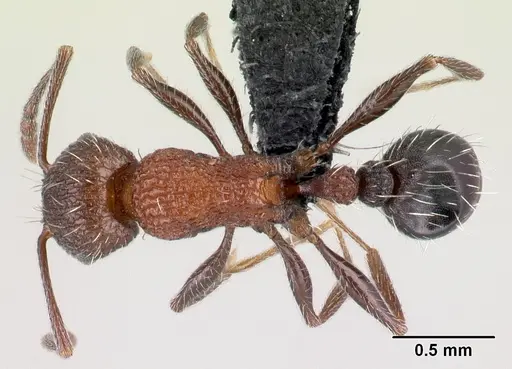Tetramorium mahafaly specimen
