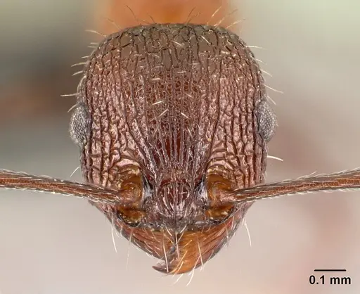 Tetramorium mahafaly specimen