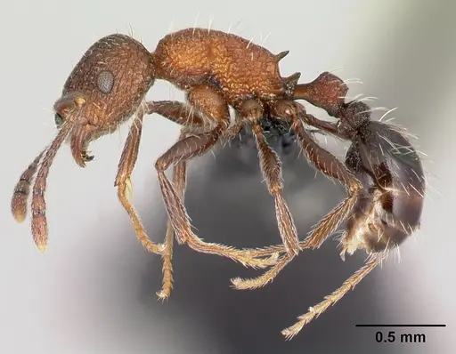 Tetramorium mahafaly specimen
