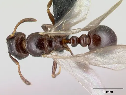 Tetramorium malagasy specimen