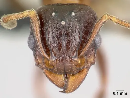 Tetramorium malagasy specimen