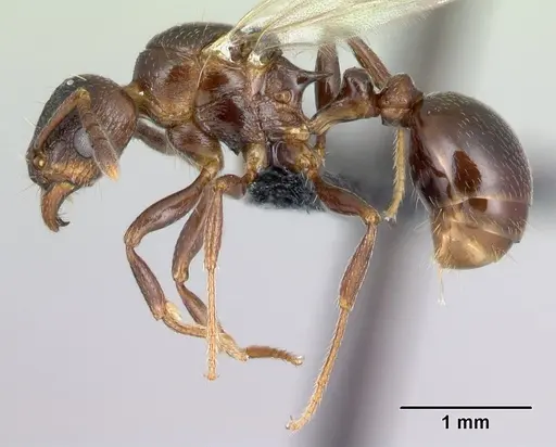 Tetramorium malagasy specimen