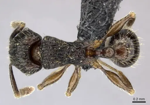 Tetramorium mallenseana specimen