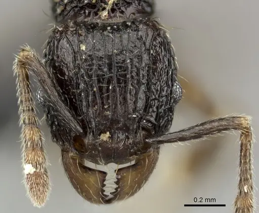 Tetramorium mallenseana specimen