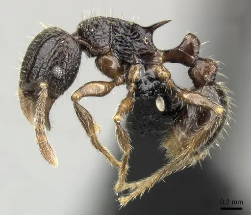Tetramorium mallenseana specimen