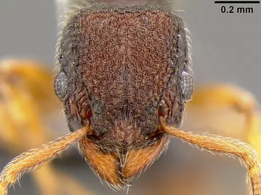 Tetramorium manni specimen