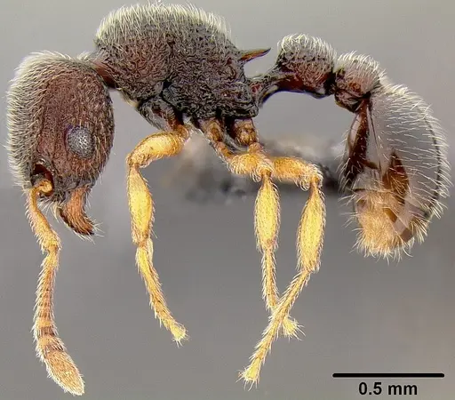Tetramorium manni specimen