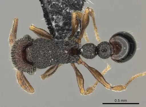 Tetramorium manni - CASENT0183012