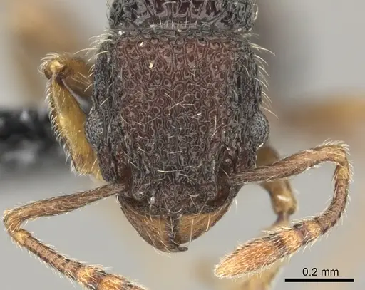 Tetramorium manni - CASENT0183012