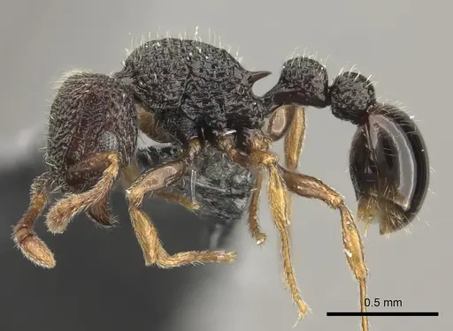 Tetramorium manni - CASENT0183012