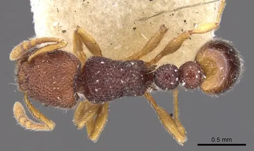 Tetramorium manni - CASENT0901059