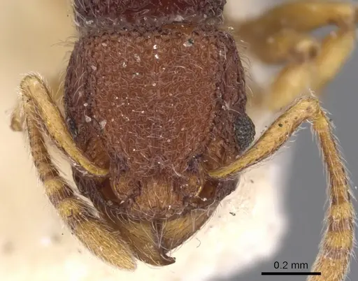 Tetramorium manni - CASENT0901059