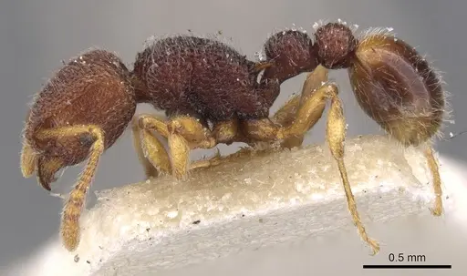 Tetramorium manni - CASENT0901059