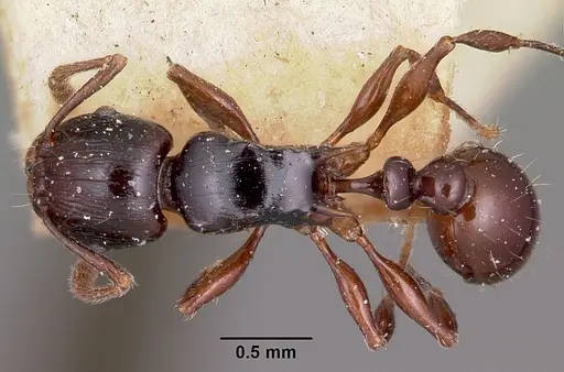 Tetramorium marginatum specimen