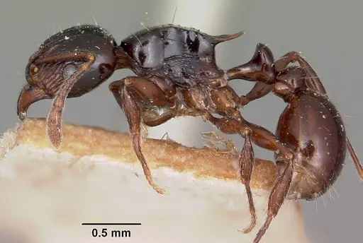 Tetramorium marginatum specimen
