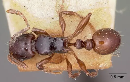 Tetramorium marginatum - CASENT0101288